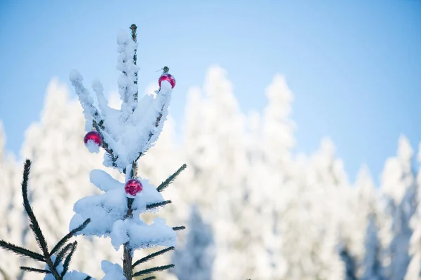 冬の休日のために装飾されたモミの木屋外 — ストック写真