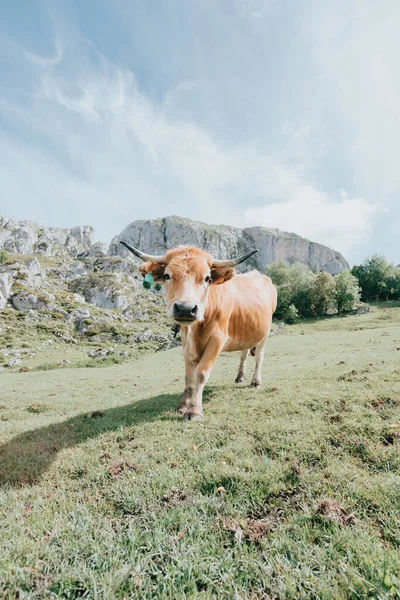 Portrait Cow Picturesque Summer Landscape Highland Beautiful Landscape Mountains Viewpoint — Stock Photo, Image
