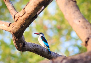 Doğal ortamdaki kuşun yakın görüntüsü