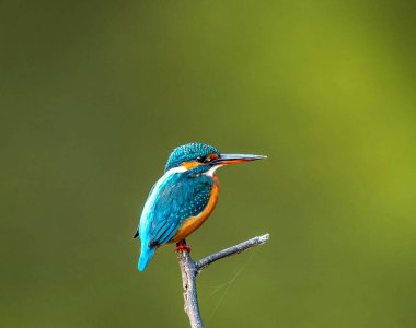 Doğal ortamdaki kuşun yakın görüntüsü