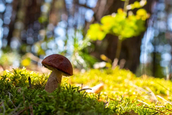 Mushroom Forest Nature Background — Stock Photo, Image