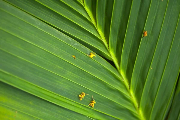 Tropical Palm Leaf Close View — стоковое фото