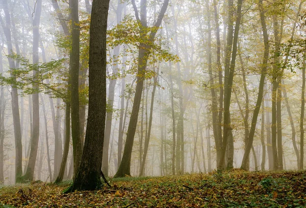 Majestosa Floresta Outono Viajar Para Transilvânia — Fotografia de Stock
