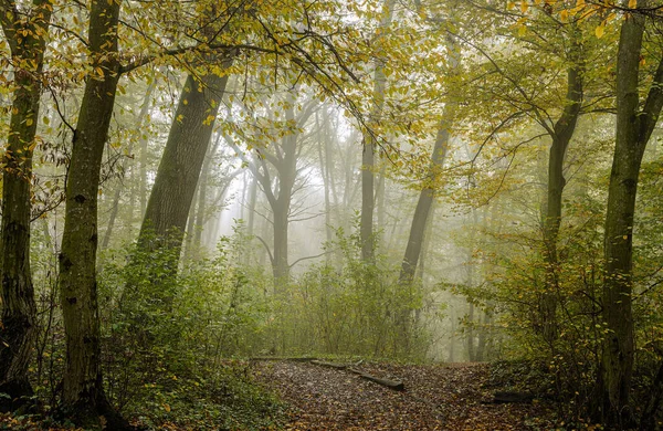 Calm Forest Autumn Viajar Para Transilvânia Roménia — Fotografia de Stock