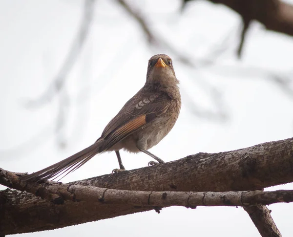 Close View Bird Natural Habitat — Stok Foto