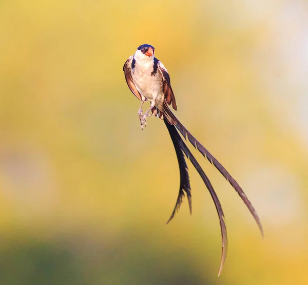 自然の生息地で鳥を間近に見ることができ — ストック写真
