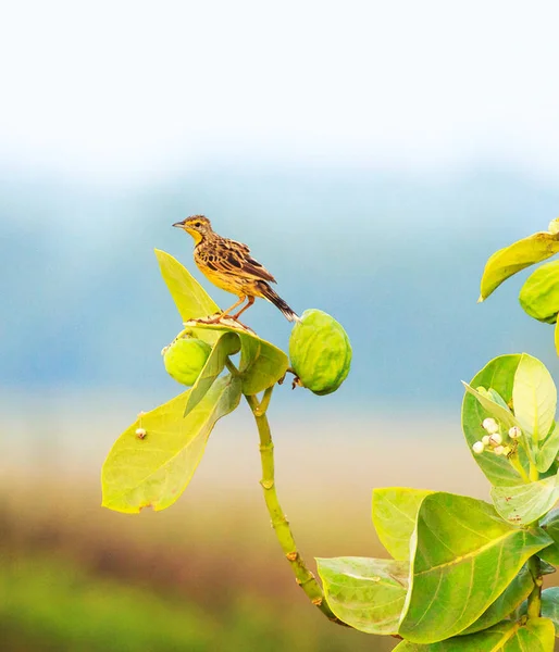 Van Dichtbij Bekijken Van Vogel Natuurlijke Habitat — Stockfoto