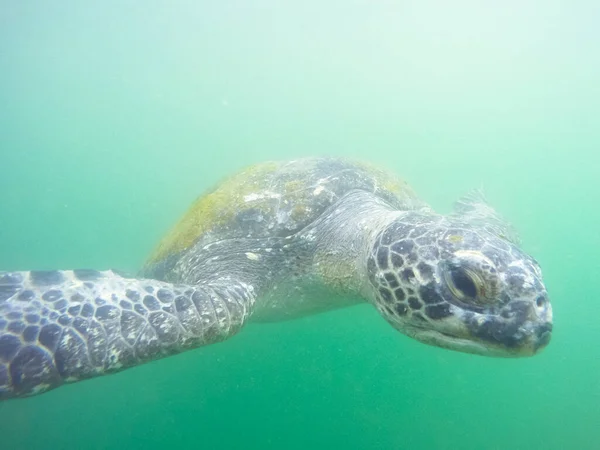 Tartaruga Verde Que Chega Até Você Debaixo Água Enquanto Mergulha — Fotografia de Stock