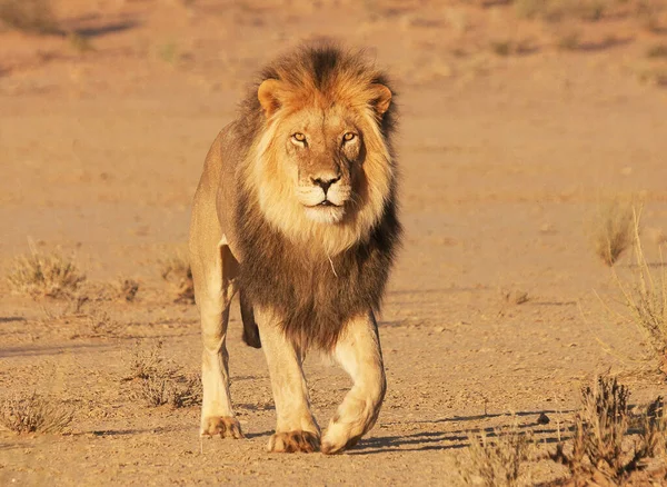 Beautiful Pictures Kalahari Wildlife — Stock Photo, Image