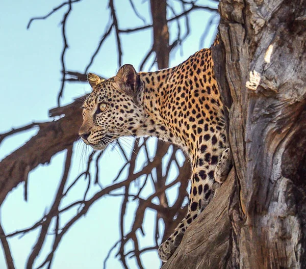 Belas Fotos Vida Selvagem Kalahari — Fotografia de Stock