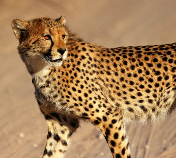 Kalahari Vahşi Hayatının Güzel Resimleri — Stok fotoğraf