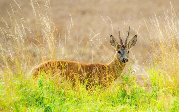 カラハリの野生生物の美しい写真 — ストック写真
