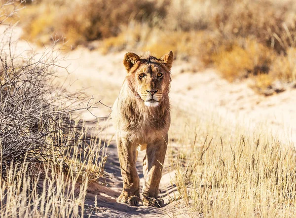 Kalahari Vahşi Hayatının Güzel Resimleri — Stok fotoğraf