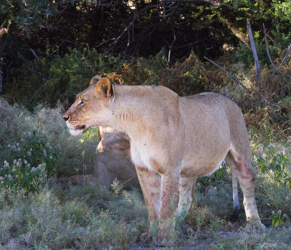Piękne Zdjęcia Dzikiej Przyrody Kalahari — Zdjęcie stockowe