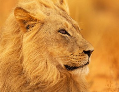 Beautiful pictures of Kalahari wildlife   clipart