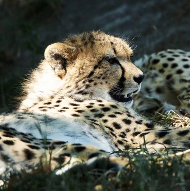 Kalahari vahşi hayatının güzel resimleri  