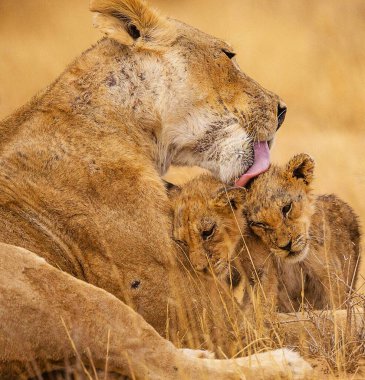 Kalahari Vahşi Yaşam Görüntüsü