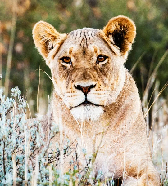Piękne Zdjęcia Dzikiej Przyrody Kalahari — Zdjęcie stockowe
