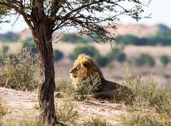 Gyönyörű Képek Kalahári Vadvilágról — Stock Fotó