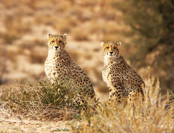 Schöne Bilder Der Kalahari Tierwelt — Stockfoto