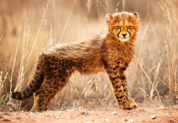 Hermosas Fotos Fauna Kalahari — Foto de Stock