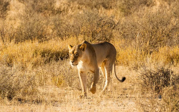 Kalahari Wildlife Pictures View — Stock Photo, Image
