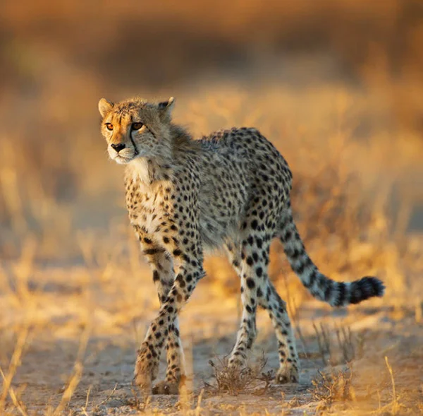 Kalahari Wildlife Pictures View — Stock Photo, Image