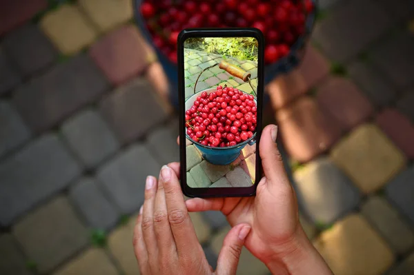 Mobile Phone Live View Smartphone Female Hands Photographing Harvest Cherries — Stock Photo, Image