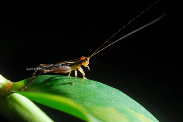 Grasshopper Perching Leaf — Stock Photo, Image