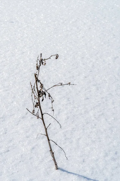 Снега Торчит Сухая Ветвь Черной Шипы Стойкости — стоковое фото