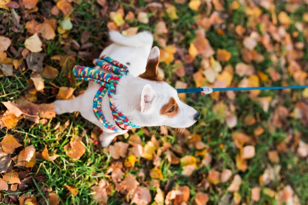 Очаровательный Джек Рассел Терьер Улице Портрет Маленькой Собачки — стоковое фото