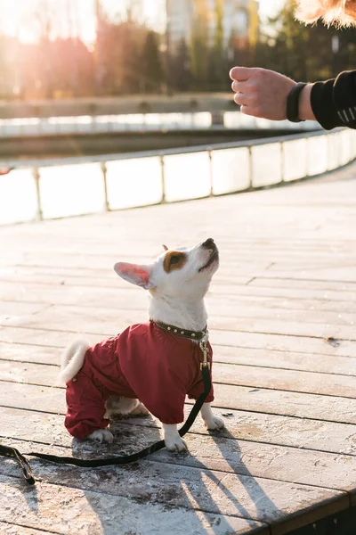 屋外でジャック ラッセル テリア 犬の肖像画 — ストック写真