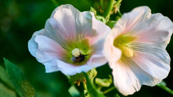Bumblebee Collects Pollen Flowers Close Color — Stock Photo, Image