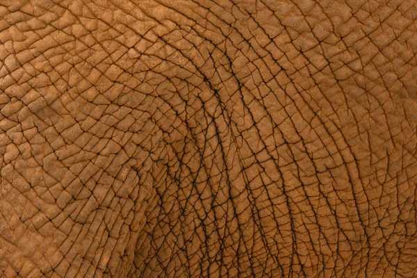 Elefant Hud Textur Bakgrund — Stockfoto