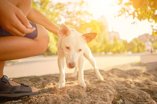 犬のパーソンズ ラッセル テリアの品種は 彼の所有者と緑の公園で遊んでいます 夏時間や秋の始まり ペットケアとトレーニングのコンセプト — ストック写真