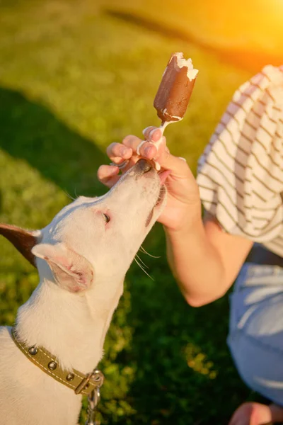 犬のパーソンズ ラッセル テリアの品種は 彼の所有者と緑の公園で遊んでいます 夏時間や秋の始まり ペットケアとトレーニングのコンセプト — ストック写真