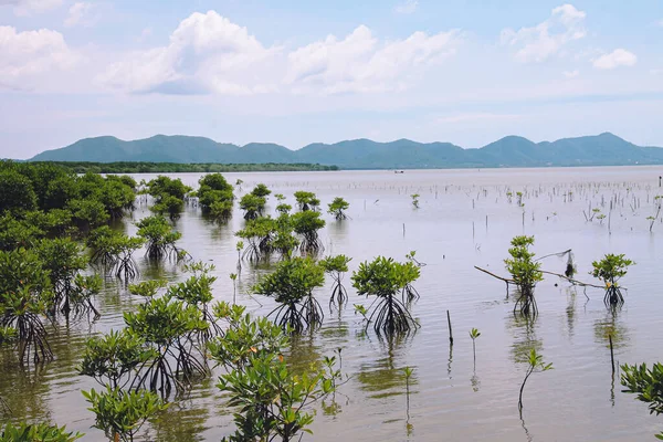 Neugepflanzte Mangroven Setzlinge Wasser — Stockfoto