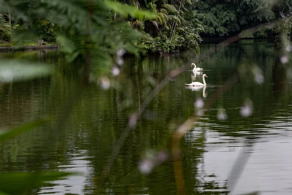 Cisnes Con Vista Lago — Foto de Stock