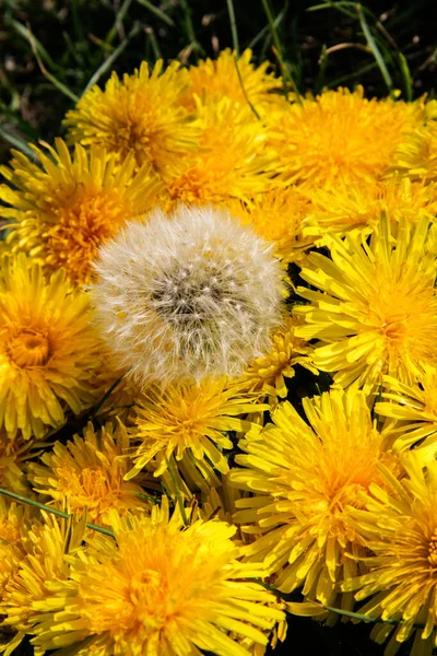 Texture Yellow White Dandelions — Zdjęcie stockowe