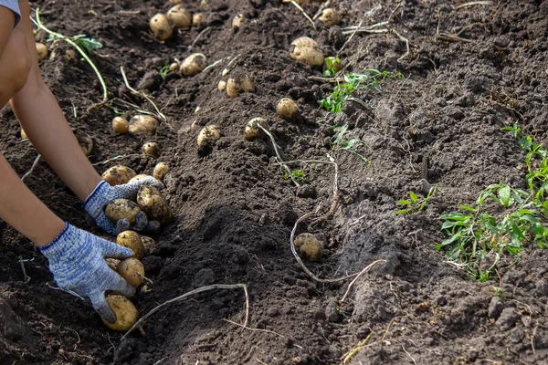 Aardappelen Geteeld Zijn Tuin Boer Houdt Groenten Zijn Handen Voedsel — Stockfoto