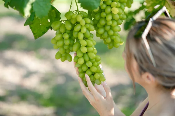 Woman Harvesting Grapes Outdoors Vineyard —  Fotos de Stock