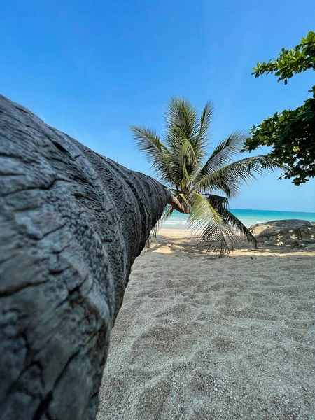 熱帯のビーチで青い空とスラントココナッツヤシの木 — ストック写真