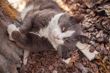 Şirin kedi açık hava manzarası çok güzel.
