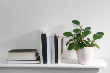 Pembe plastik bir tencerede peperomia magnoliifolia, kitaplıkta bir yığın kitap var. Bir gencin odasının içinde..