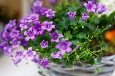 Çiçeklerin açtığı güzel manzarayı kapat. Yaz zamanı konsepti