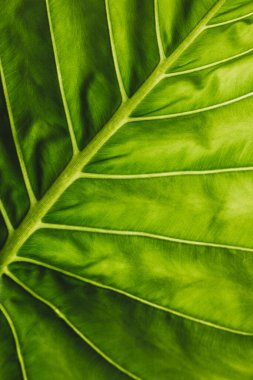 alocasia arkaplan görünümünü terk eder
