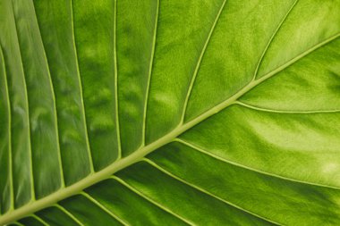 alocasia arkaplan görünümünü terk eder