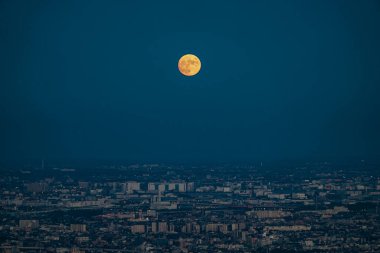 Orta Sonbahar Ayı ve Tokyo Şehri