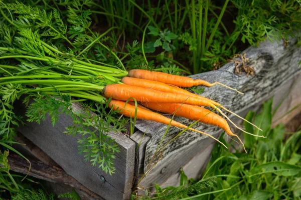 Several Fresh Juicy Carrots Leaves Lie Green Bed — Stock Photo, Image