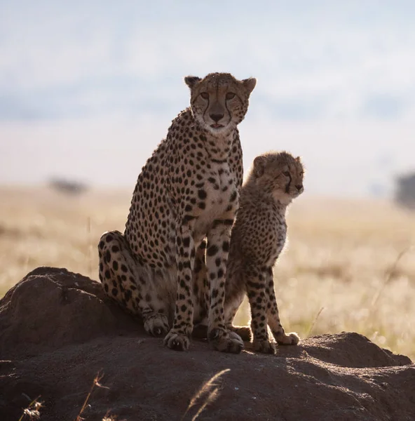 Gepard Tle Dzikiej Przyrody Widok — Zdjęcie stockowe